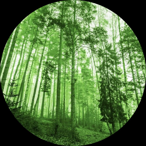 peacefulforest